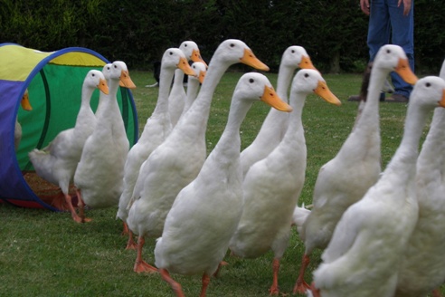 Fun Hen Party Activity Cardiff Duck Herding